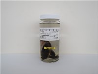 藏品(白頭翁)的圖片